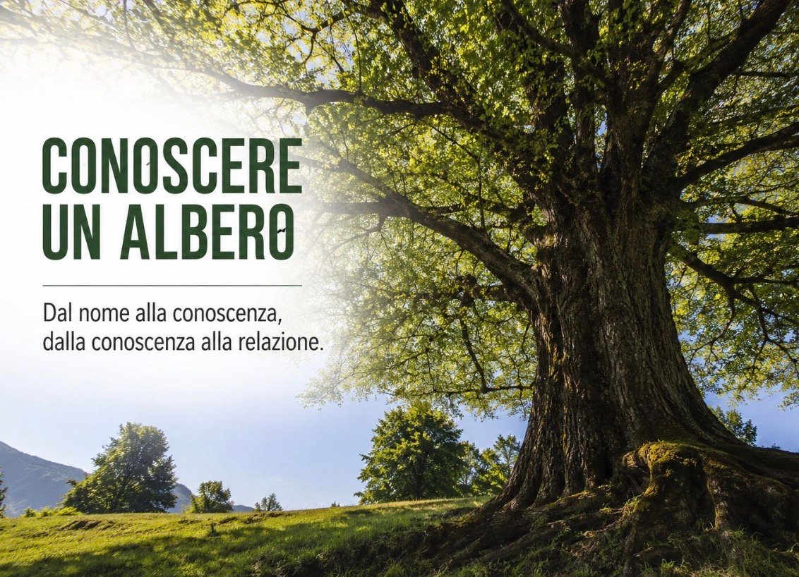 Riconoscimento ufficiale degli alberi: accade in un piccolo paese del Quebec