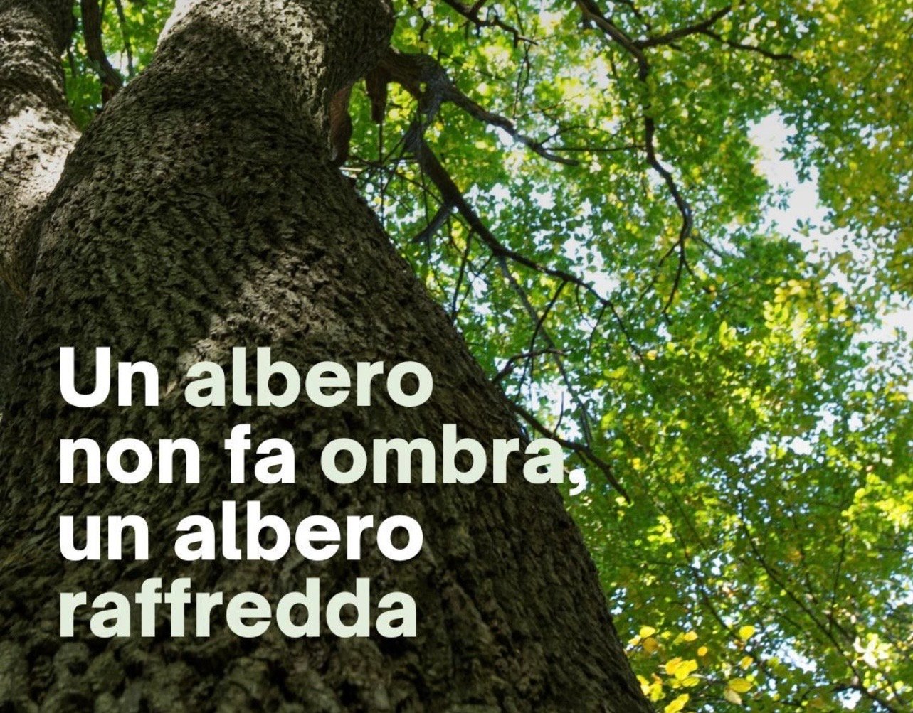 Alberi: il climatizzatore naturale che può salvare le nostre estati